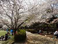 通路まで飛び出た桜