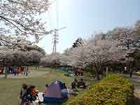 ミニテントやシートを持ち込む花見客