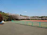 陸上競技場周辺の桜