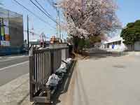 正門横の桜