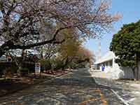 桜並木の散歩コース
