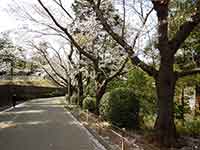 綺麗なジョギングコース