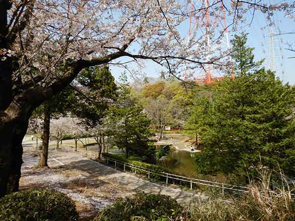 緑と桜が入り乱れる船橋市運動公園