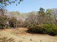 桜の木と花見客