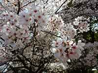 満開の桜アップ