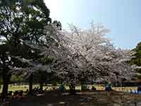 咲き乱れる桜