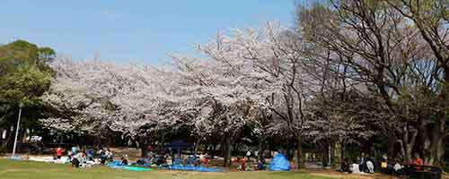 芝生広場と咲き誇る桜