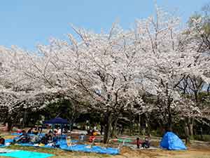行田公園の一番人気のお花見スポット