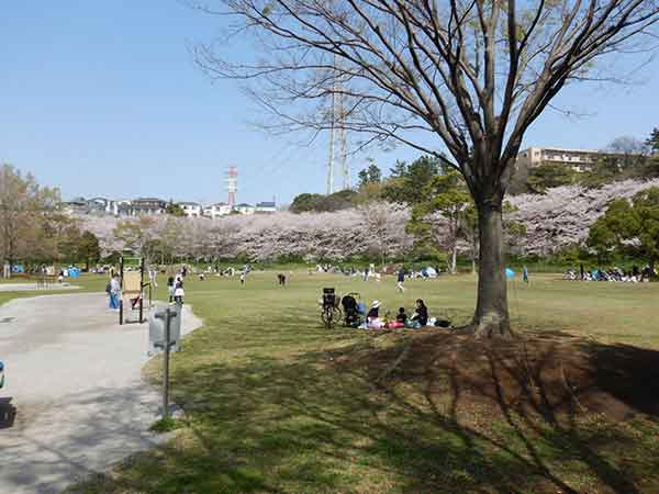 長津川ふれあい広場の桜を楽しむ観光客
