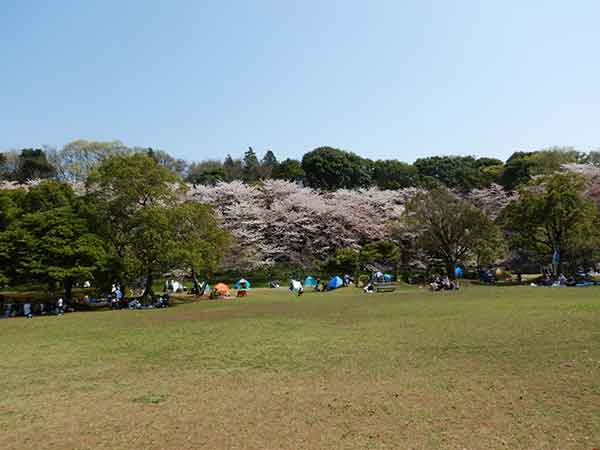 桜の近くにテントを張っている家族