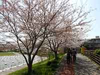 桜を見ながら歩く人達