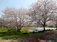 巨大な桜の木たち