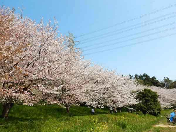 歩道沿いに咲いているソメイヨシノ