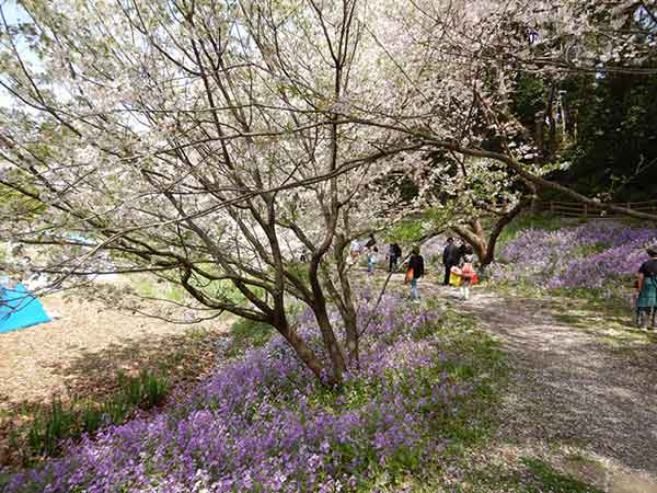 歩道に咲いているムラサキハナナ