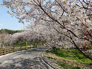 散歩道に豪快に咲いた長津川ふれあい広場の桜