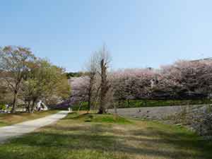 歩道が整備された桜並木