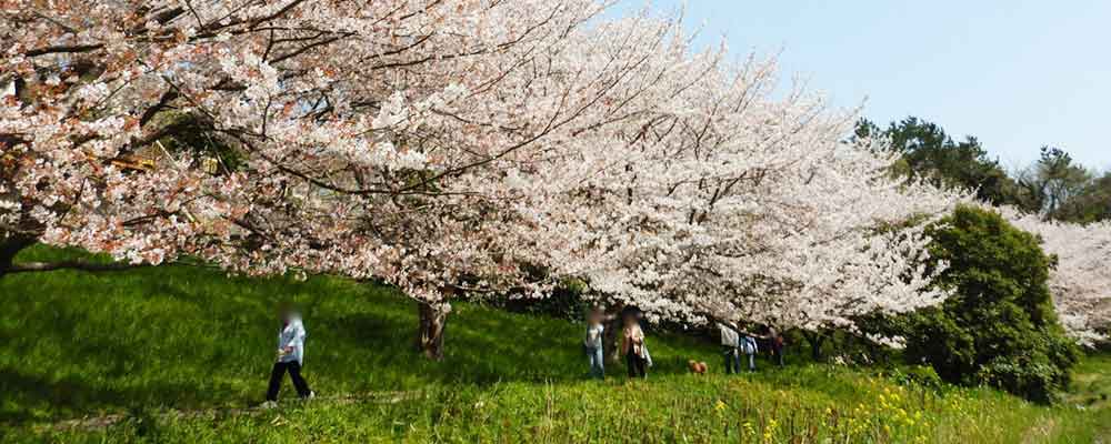 園内の歩道に咲き乱れる桜