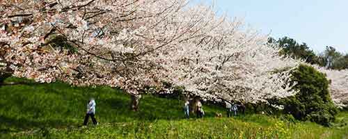 園内の歩道に咲き乱れる桜