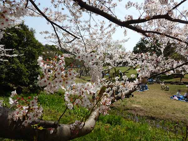 手前の桜にピントを合わせた撮影した芝生の写真
