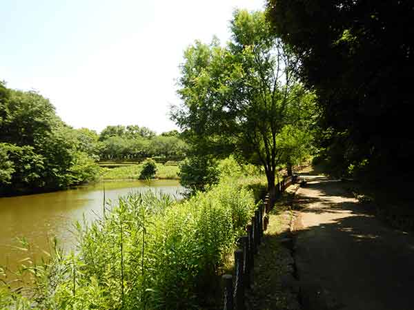 青葉が池の景色と脇の遊歩道