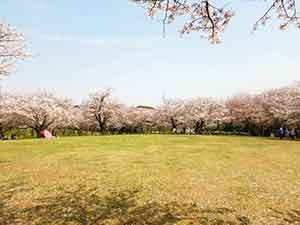 桜が並ぶ芝生広場