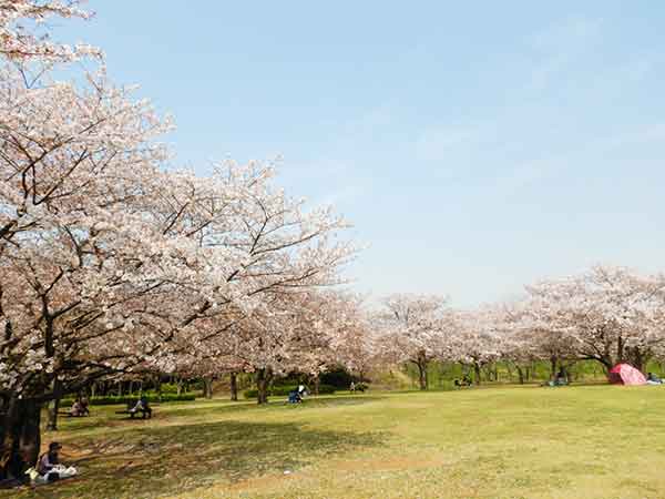 豪快な桜が並ぶ芝生広場