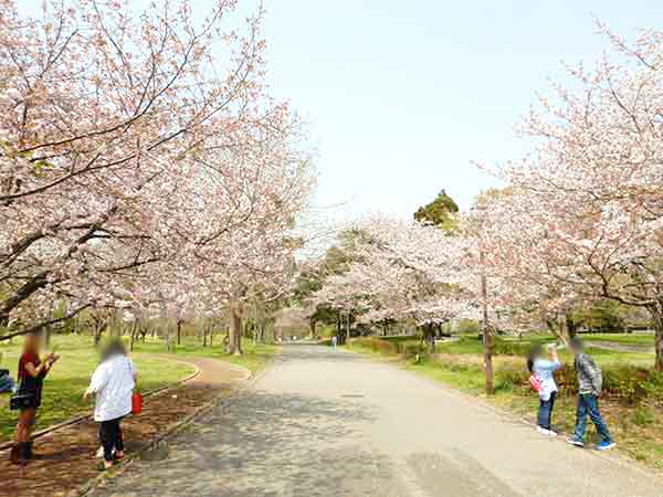 桜の前で撮影を楽しむ花見客