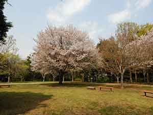 巨大な桜の木