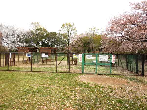 ドッグラン周辺に植えられている大きな桜