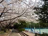 コート脇の桜の木