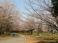 自転車が通る通路と桜の木