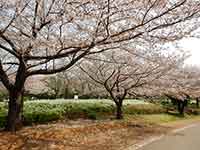 歩道脇の桜