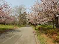 満開を過ぎた桜並木