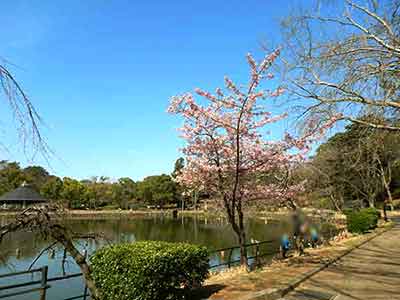 綿打池横の歩道と桜