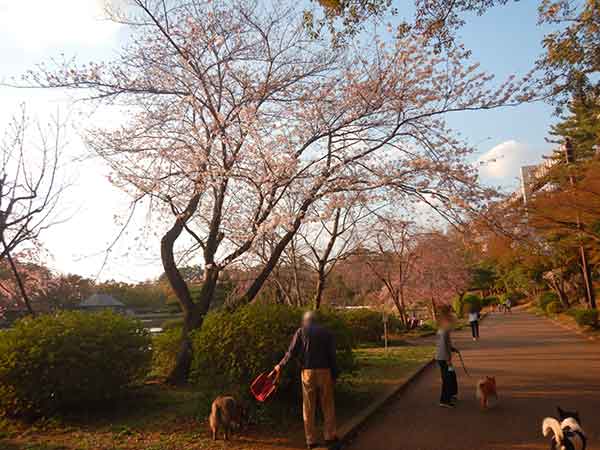 満開になっていた昨年同時期の千葉公園の桜