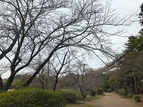 つぼみ状態の千葉公園の桜