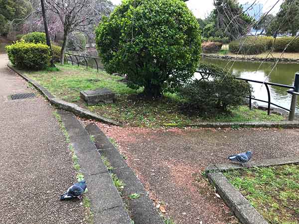 千葉公園でくつろぐハト