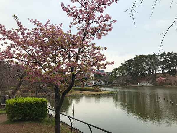 葉桜状態の千葉公園の河津桜