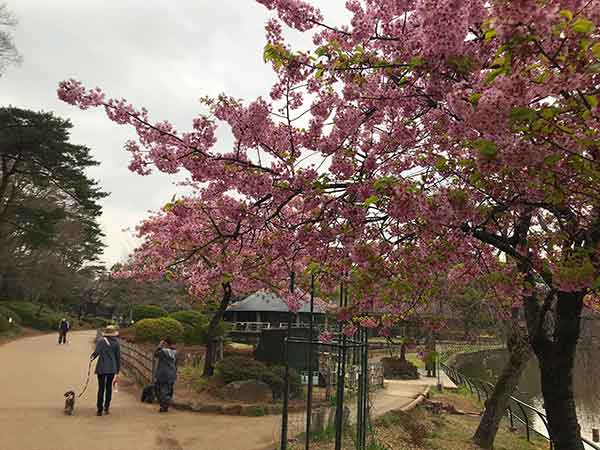 河津桜のアップ写真