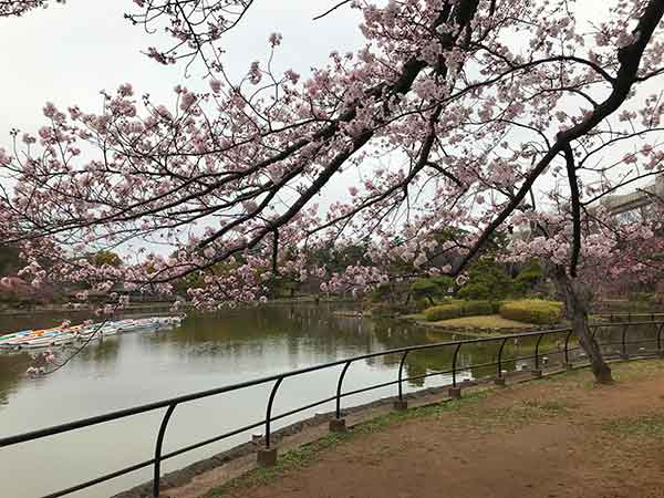 満開になっている千葉公園の桜