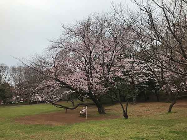 千葉公園のお花見広場のソメイヨシノ