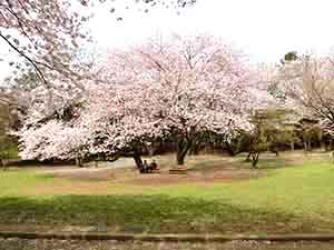 千葉公園のお花見広場の巨大なソメイヨシノ