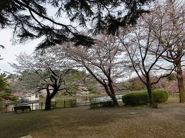 満開まであと少しの桜
