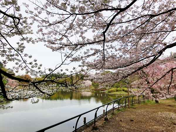 桜のアップと池の景色