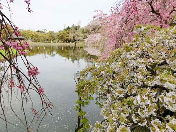 ピンクと白の桜
