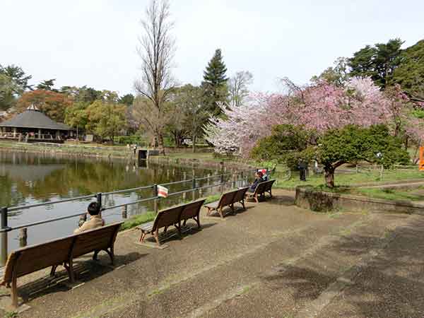千葉公園の錦打池ほとりのベンチでお花見する人