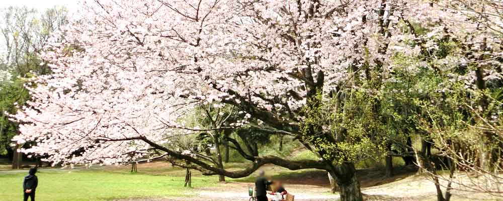 千葉公園の桜並木とお花見広場