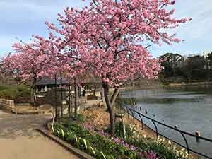 満開の梅の花と綿打池