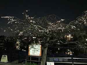 わずかに咲いた桜