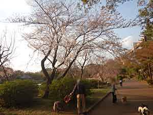 桜の横を犬と散歩する人達
